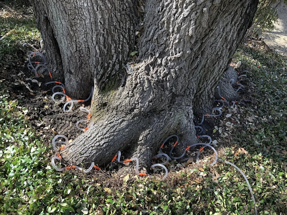 Detailed Tree Cabling and Bracing job site in Ambridge