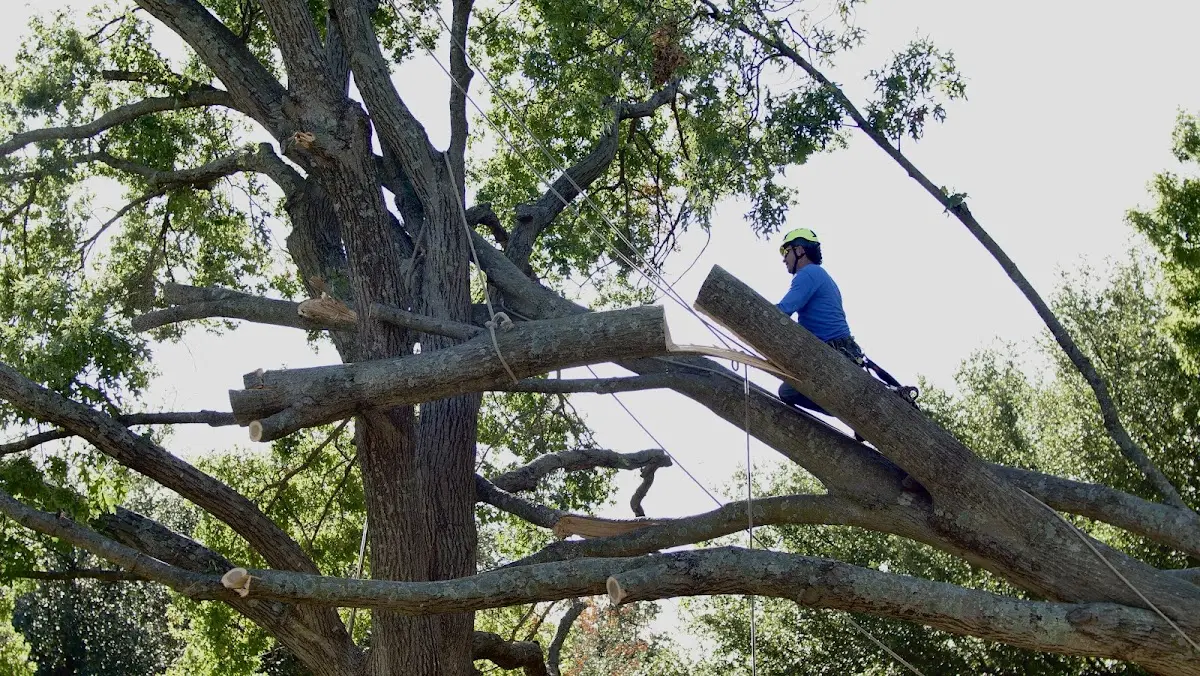 Professional Crown Thinning performed by certified arborists in Ambridge