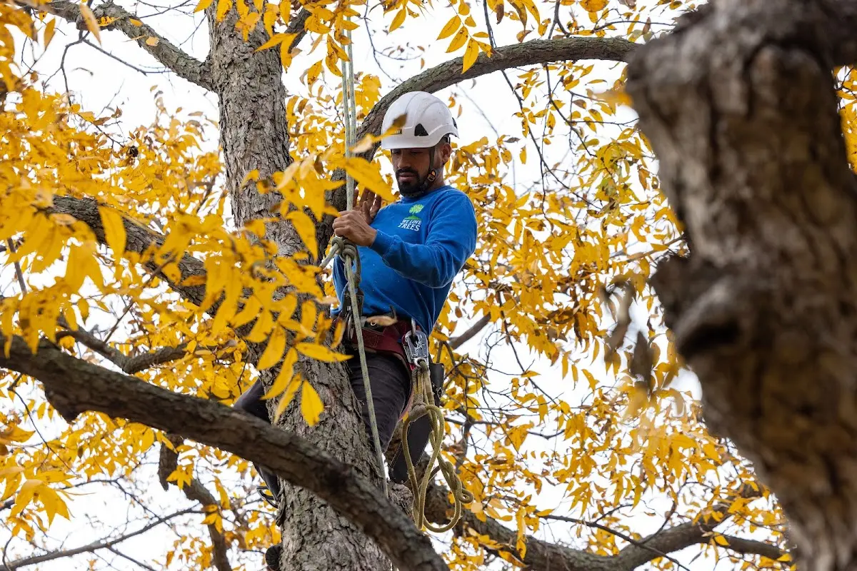 Skilled Storm Damage Cleanup crew working in Ambridge